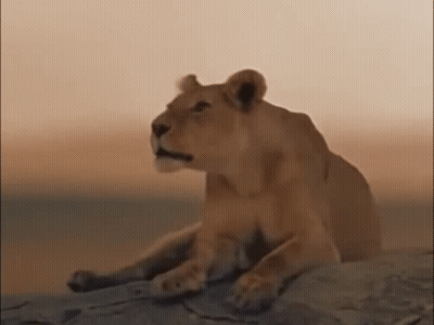 A Lioness Is Sitting On A Rock With Its Mouth Open . GIF