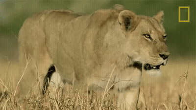 A Lioness Is Standing In A Field With A National Geographic Logo In The Corner GIF