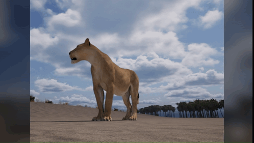 A Lioness Is Standing In The Middle Of A Sandy Field GIF