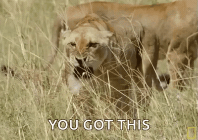 A Lioness Is Standing In The Tall Grass With Another Lioness Behind Her . GIF