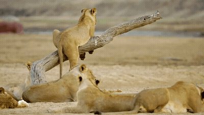 A Lioness Is Standing On A Tree Branch While Other Lioness Are Laying On The Ground GIF