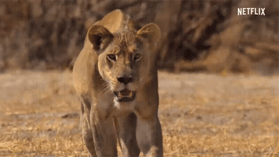 A Lioness Is Walking Across A Dry Grass Field With A Netflix Logo In The Background GIF