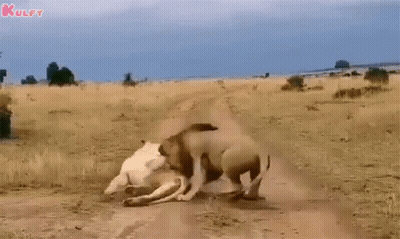 A Lioness Is Walking Down A Dirt Road In A Field . GIF
