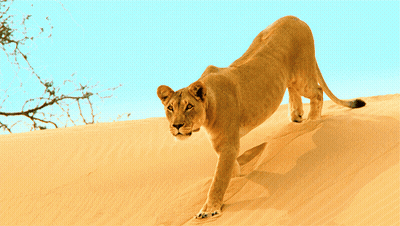 A Lioness Is Walking Down A Sand Dune GIF