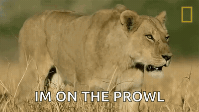 A Lioness Standing In A Field With The Words Im On The Prowl GIF