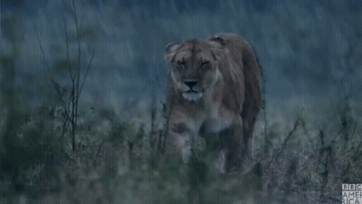A Lioness Standing In The Rain With Bbc America Written On The Bottom Right GIF
