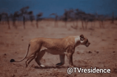 A Lioness Walking In A Field With The Words @Tvresidence Written Below It GIF
