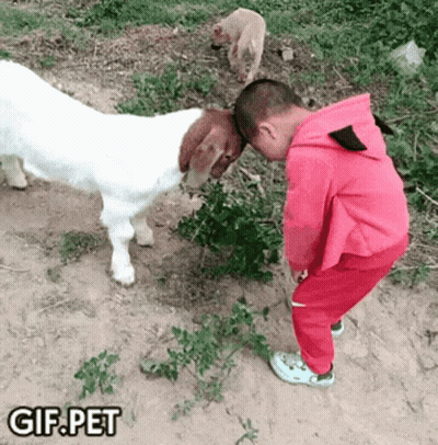 A Little Boy In A Pink Hoodie Standing Next To A White Goat With Gif.pet Written On The Bottom Of The Image GIF