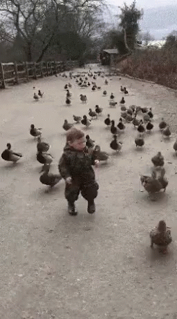 A Little Boy Is Running Through A Flock Of Ducks GIF