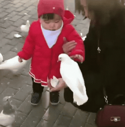 A Little Girl Is Holding A White Pigeon In Her Hands . GIF