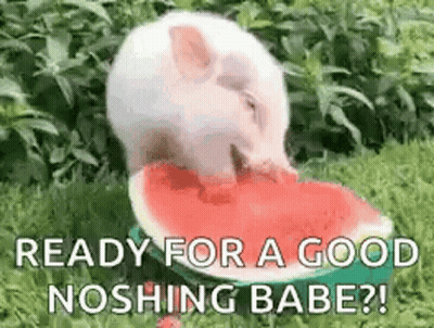 A Little Pig Is Eating A Slice Of Watermelon . GIF