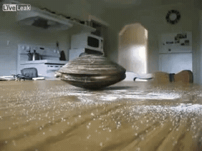 A Live Leak Video Of A Clam On A Kitchen Table GIF