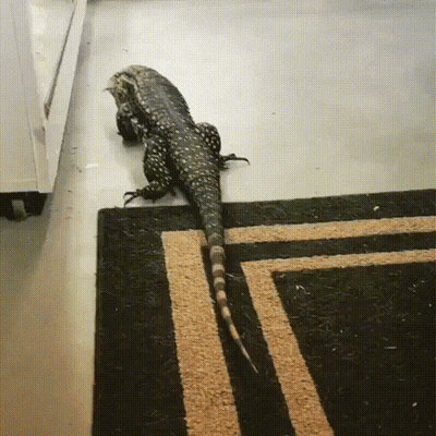 A Lizard Is Crawling Across A Rug On The Floor GIF