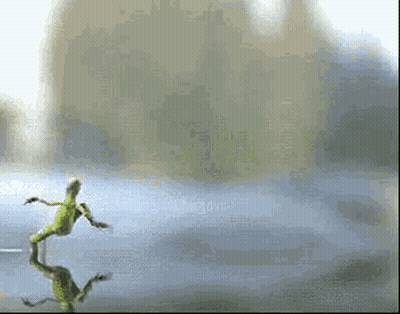 a lizard is dancing on a table with its reflection .