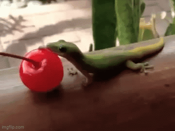 A Lizard Is Eating A Cherry With A Straw . GIF
