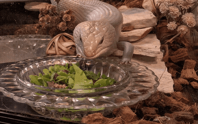 A Lizard Is Eating Greens From A Clear Bowl GIF