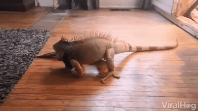 A Lizard Is Walking On A Wooden Floor In A Living Room .. GIF