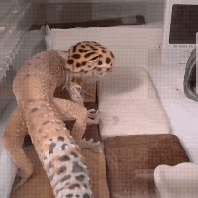 A Lizard Wearing A Leopard Print Hat Is Standing On A Table Next To A Thermometer .. GIF