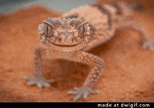 A Lizard Wearing Sunglasses Says Cold Blooded On The Bottom GIF
