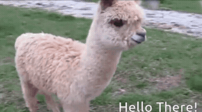 A Llama Is Standing In A Field With The Words Hello There Written Below It . GIF