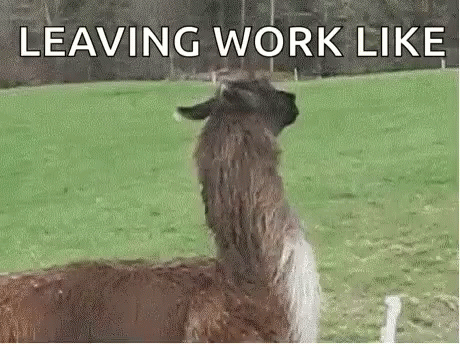 A Llama Is Standing In A Grassy Field With The Words `` Leaving Work Like '' Written On It . GIF