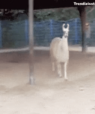A Llama Is Standing In The Dirt With The Words Trendizisst Above It GIF