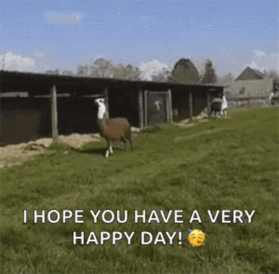 A Llama Standing In A Grassy Field With The Words `` I Hope You Have A Very Happy Day '' . GIF