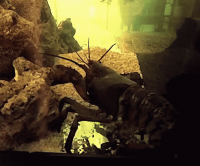 A Lobster Is Crawling On A Rock In A Tank GIF