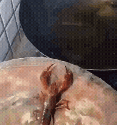 A Lobster Is Sitting On Top Of A Plate Of Food Next To A Pan Of Soup . GIF