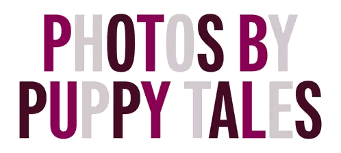 A Logo That Says Photos By Puppy Tales In Purple Letters Sticker