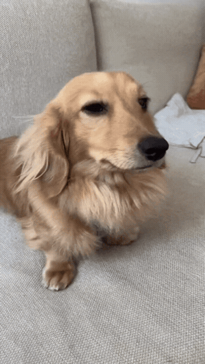 A Long Haired Dachshund Sitting On A Couch Looking At The Camera GIF