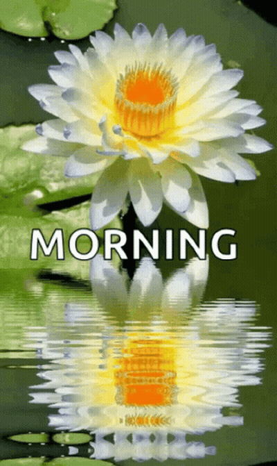 A Lotus Flower Is Reflected In The Water With The Words Morning Written Above It . GIF