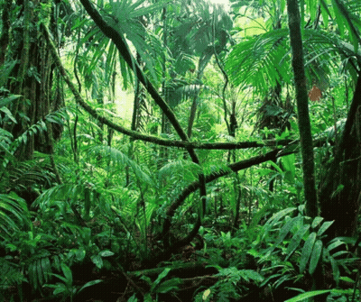 A Lush Green Forest Filled With Lots Of Plants And Trees GIF