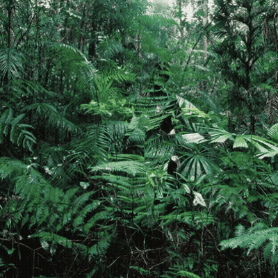 A Lush Green Forest With Ferns And Trees GIF