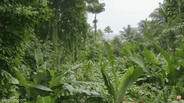 A Lush Green Forest With Trees And Plants Covered In Leaves GIF