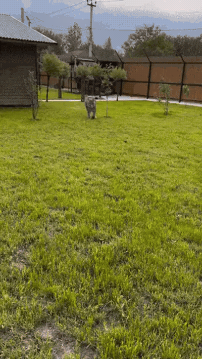A Lush Green Yard With A Fence And A House In The Background GIF