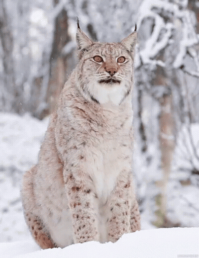 A Lynx Is Sitting In The Snow And Looking Up At The Camera GIF
