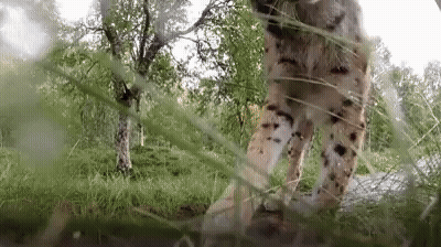A Lynx Is Standing In The Grass In A Field . GIF