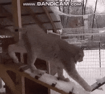 A Lynx Is Walking Down A Snow Covered Ramp . GIF