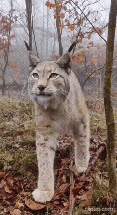 A Lynx Is Walking Through A Foggy Forest And Looking At The Camera GIF
