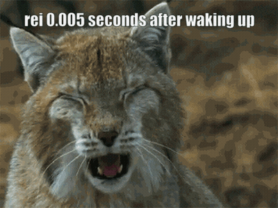 A Lynx Yawning With The Words Rei 0.005 Seconds After Waking Up Below It GIF