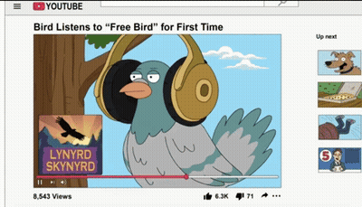 A Lynyrd Skynyrd Video Shows A Bird Listening To " Free Bird " For The First Time GIF