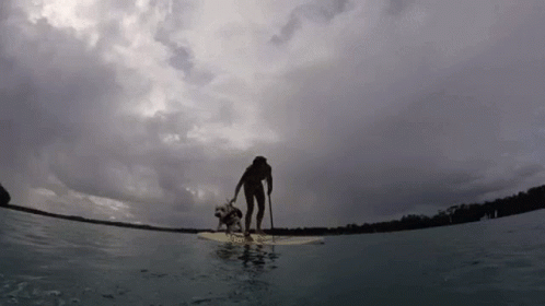 A Man And A Dog Are On A Surfboard In The Water GIF