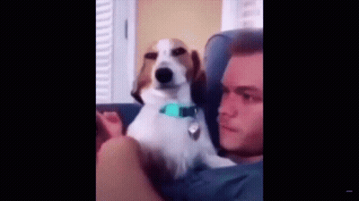 A Man And A Dog Are Sitting On A Couch And The Dog Is Looking At The Camera . GIF