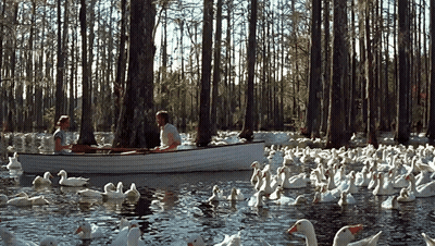 A Man And A Woman Are In A Boat Surrounded By Ducks GIF