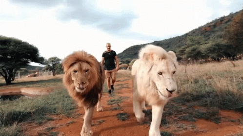 A Man And Two Lions Are Walking Down A Dirt Road GIF