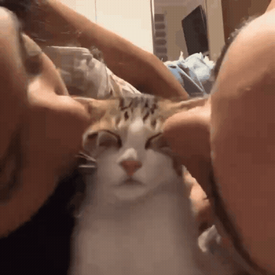 A Man And Woman Are Kissing A Cat On The Nose . GIF