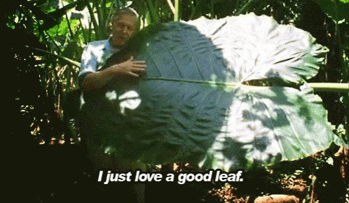A Man Holding A Large Leaf With The Words I Just Love A Good Leaf Below It GIF