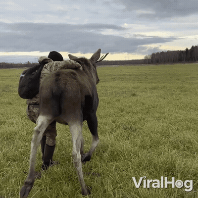 A Man Hugging A Moose In A Grassy Field With Viralhog Written In The Corner GIF