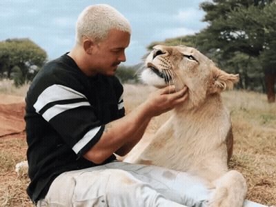 A Man In A Black And White Striped Shirt Petting A Lioness GIF